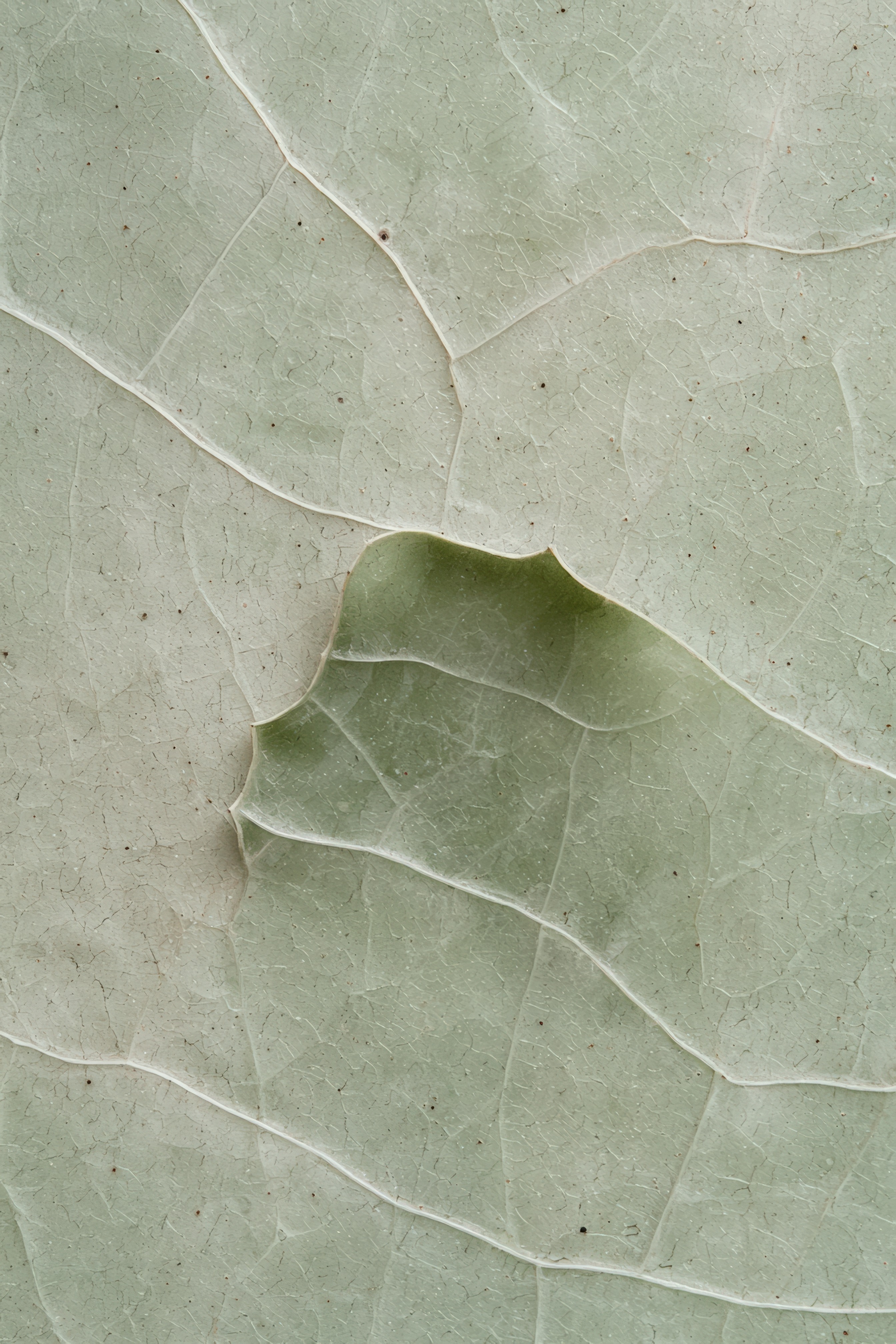 Visual Feast of Nature